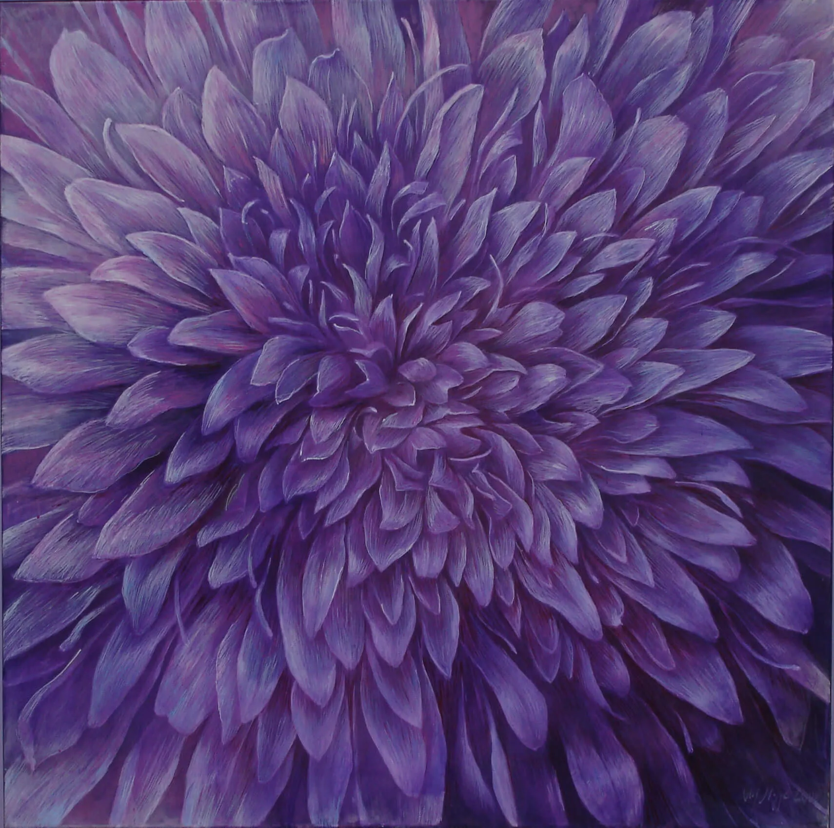 „Genesis 5 lila Knautia arvensis“ 2005