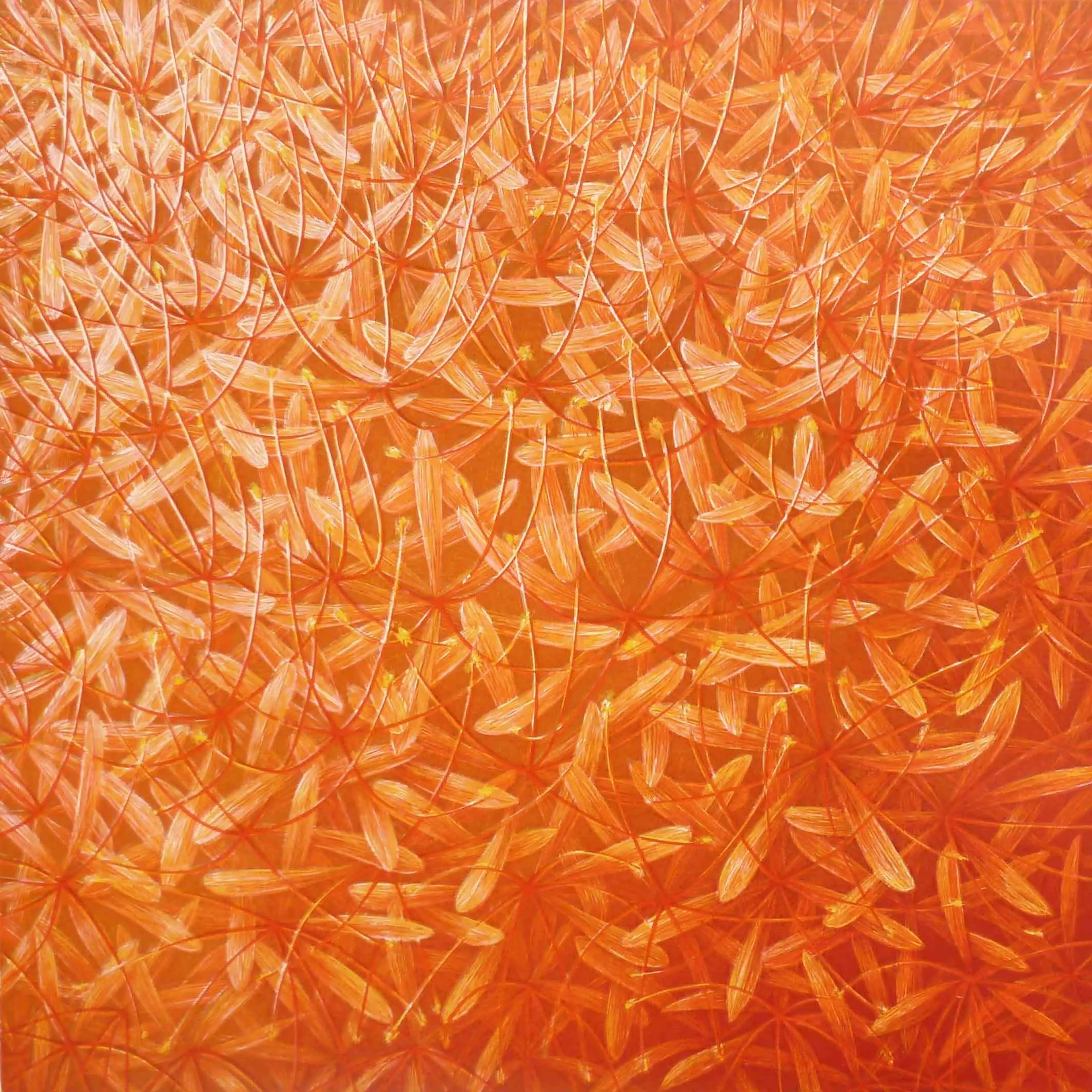 „Genesis VIII“ (Orange /Haemanthus-katharine)