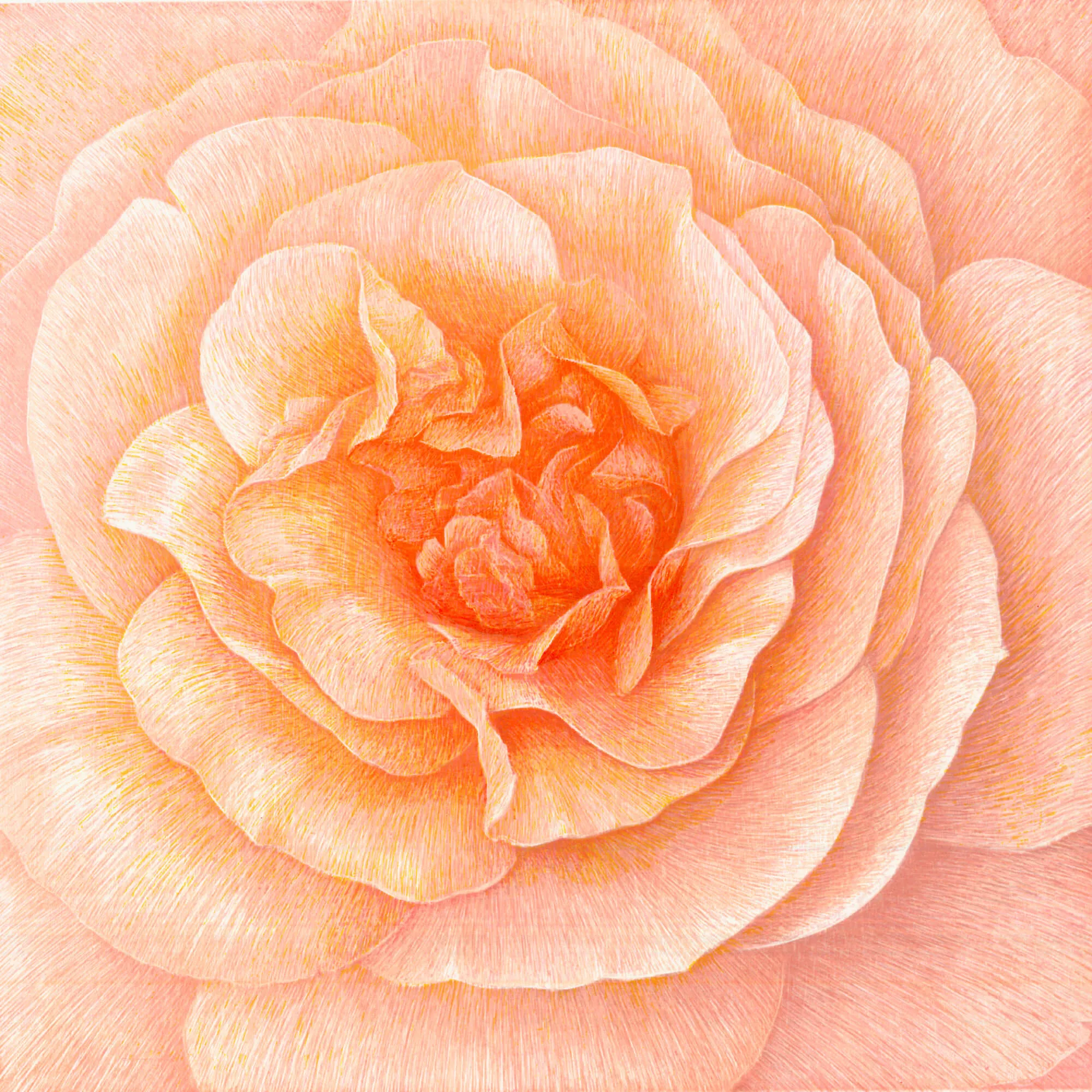 „Donum Dei (Sangerhäuser Jubiläumsrose)“ 2005